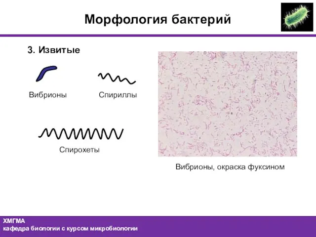 Морфология бактерий 3. Извитые Спирохеты Вибрионы, окраска фуксином Спириллы