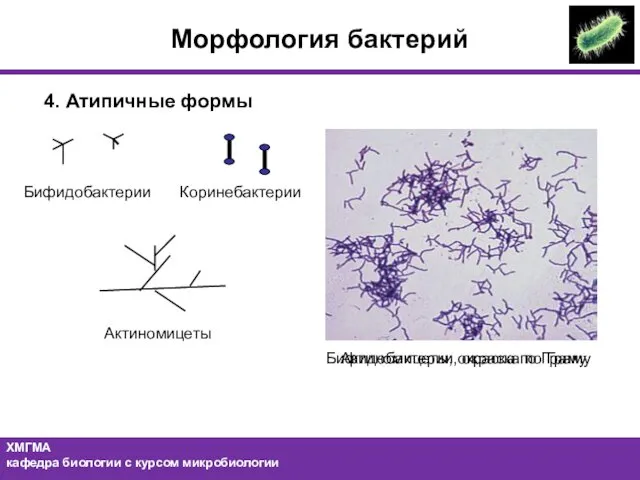 4. Атипичные формы Актиномицеты Бифидобактерии, окраска по Граму Бифидобактерии Коринебактерии Актиномицеты, окраска по Граму Морфология бактерий