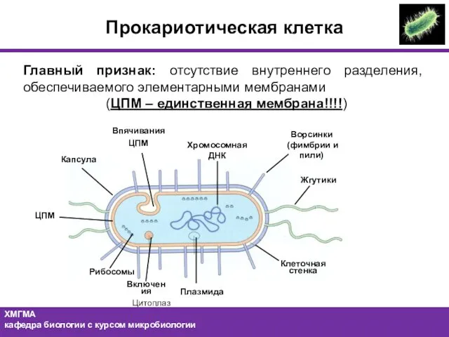 Прокариотическая клетка Главный признак: отсутствие внутреннего разделения, обеспечиваемого элементарными мембранами (ЦПМ