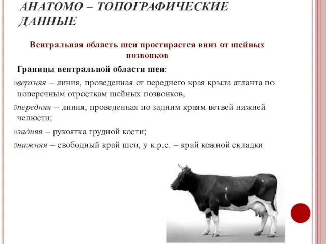 АНАТОМО – ТОПОГРАФИЧЕСКИЕ ДАННЫЕ Вентральная область шеи простирается вниз от шейных