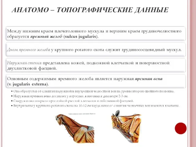 АНАТОМО – ТОПОГРАФИЧЕСКИЕ ДАННЫЕ