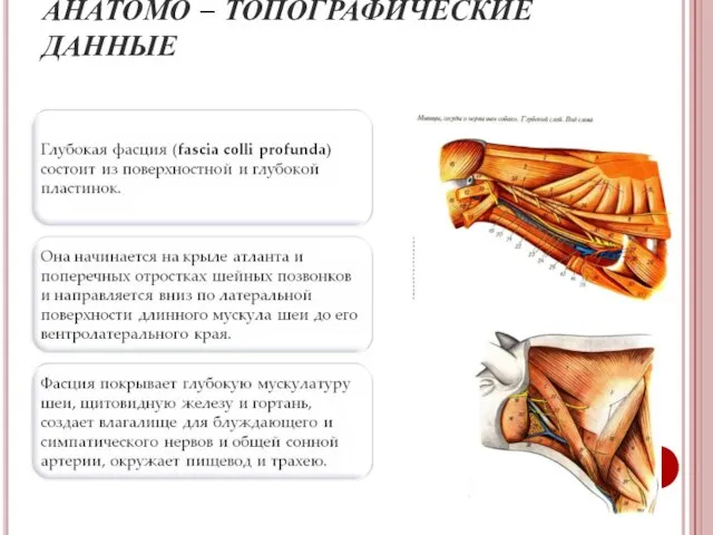 АНАТОМО – ТОПОГРАФИЧЕСКИЕ ДАННЫЕ