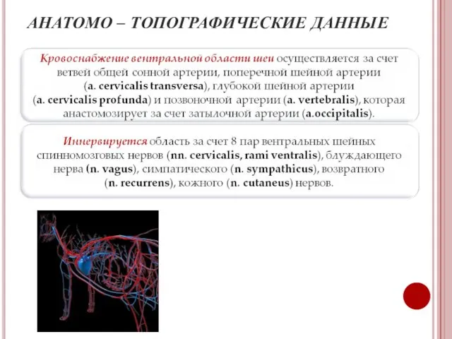 АНАТОМО – ТОПОГРАФИЧЕСКИЕ ДАННЫЕ