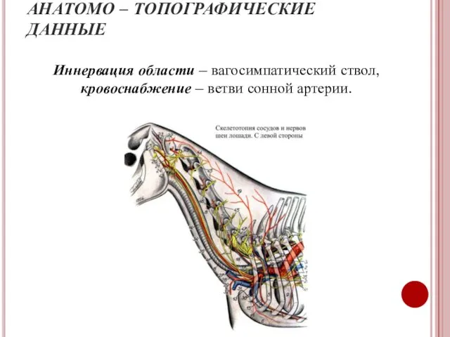 АНАТОМО – ТОПОГРАФИЧЕСКИЕ ДАННЫЕ Иннервация области – вагосимпатический ствол, кровоснабжение – ветви сонной артерии.