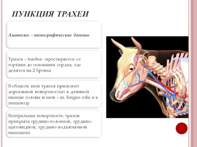 ПУНКЦИЯ ТРАХЕИ