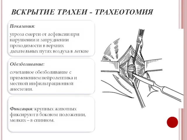 ВСКРЫТИЕ ТРАХЕИ - ТРАХЕОТОМИЯ