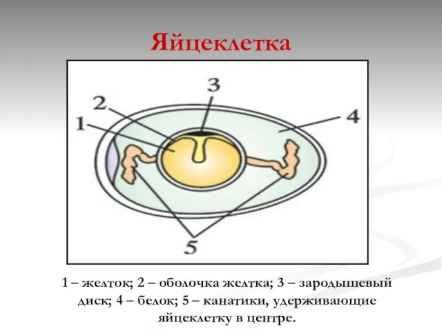 Яйцеклетка 1 – желток; 2 – оболочка желтка; 3 – зародышевый