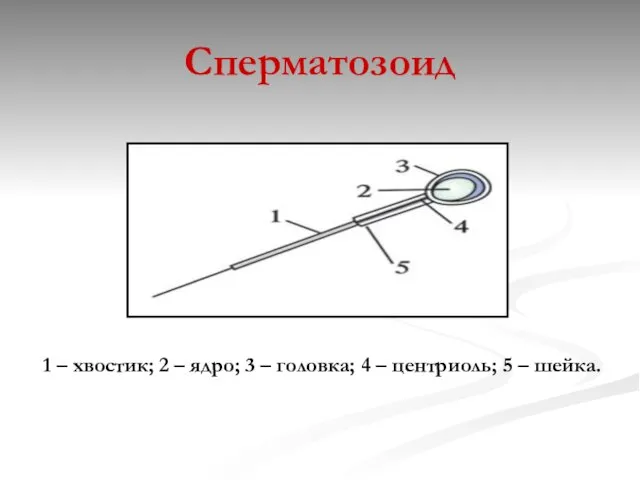 Сперматозоид 1 – хвостик; 2 – ядро; 3 – головка; 4 – центриоль; 5 – шейка.