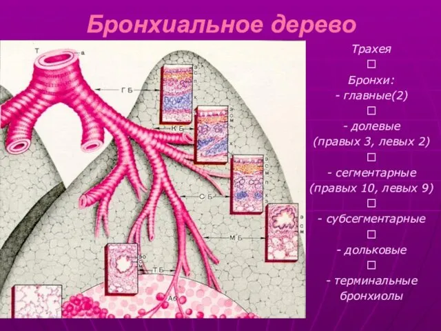 Бронхиальное дерево Трахея ? Бронхи: - главные(2) ? - долевые (правых