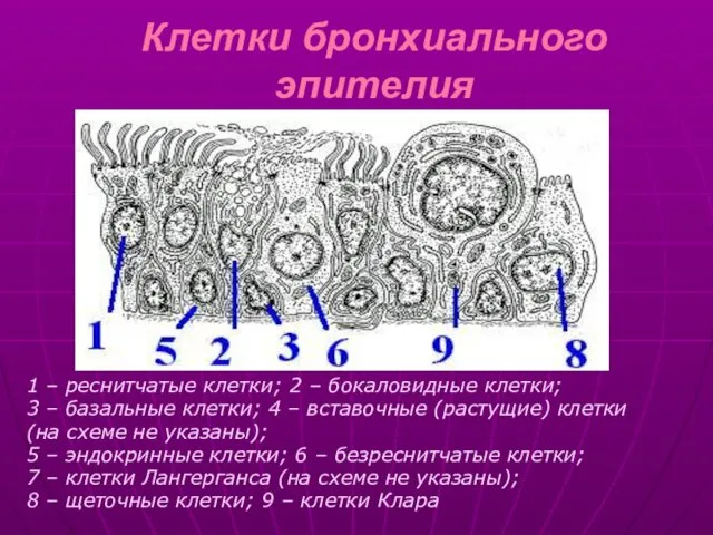 Клетки бронхиального эпителия 1 – реснитчатые клетки; 2 – бокаловидные клетки;