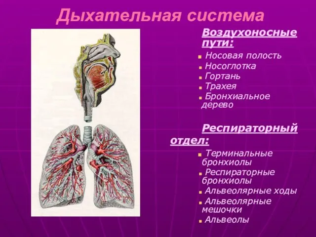 Дыхательная система Воздухоносные пути: Носовая полость Носоглотка Гортань Трахея Бронхиальное дерево