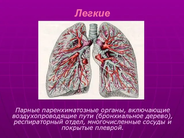 Легкие Парные паренхиматозные органы, включающие воздухопроводящие пути (бронхиальное дерево), респираторный отдел, многочисленные сосуды и покрытые плеврой.