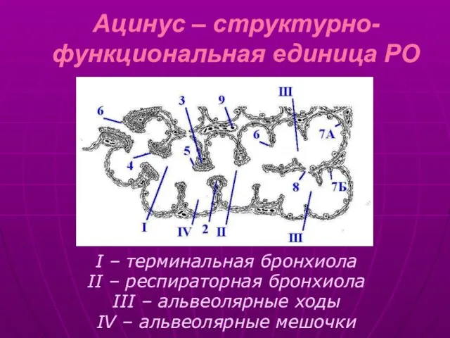 Ацинус – структурно-функциональная единица РО I – терминальная бронхиола II –