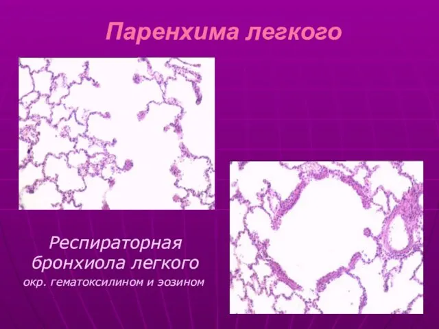 Паренхима легкого Респираторная бронхиола легкого окр. гематоксилином и эозином