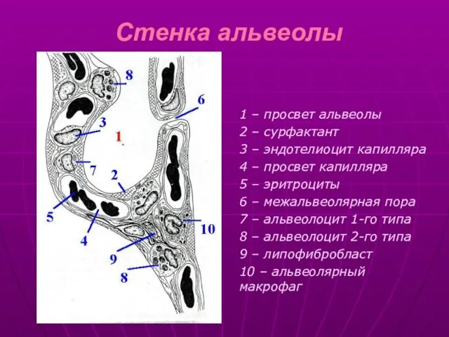 Стенка альвеолы 1 – просвет альвеолы 2 – сурфактант 3 –