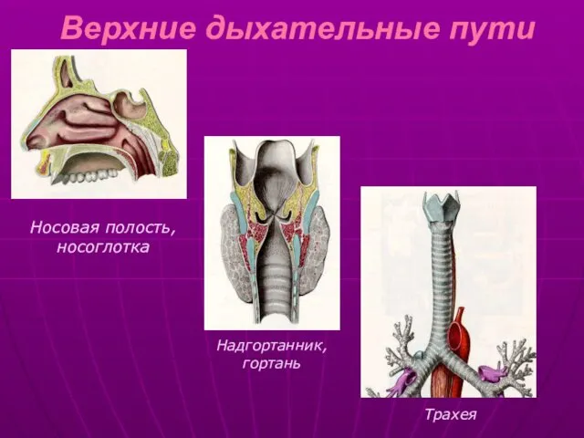 Верхние дыхательные пути Носовая полость, носоглотка Надгортанник, гортань Трахея