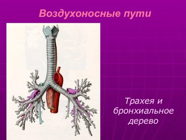 Воздухоносные пути Трахея и бронхиальное дерево