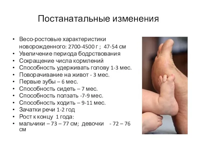 Постанатальные изменения Весо-ростовые характеристики новорожденного: 2700-4500 г ; 47-54 см Увеличение
