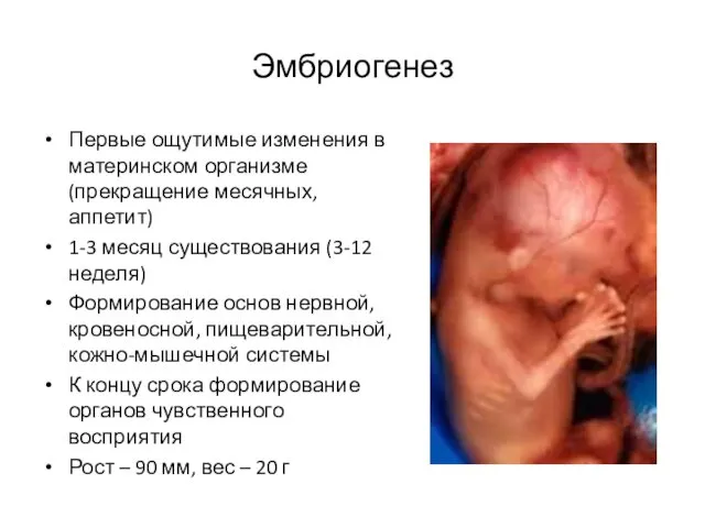 Эмбриогенез Первые ощутимые изменения в материнском организме (прекращение месячных, аппетит) 1-3