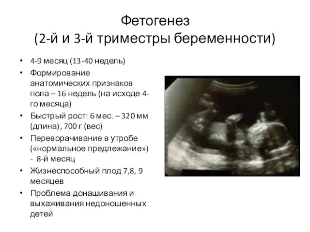 Фетогенез (2-й и 3-й триместры беременности) 4-9 месяц (13-40 недель) Формирование
