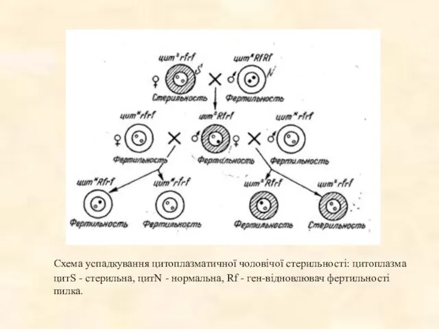 Схема успадкування цитоплазматичної чоловічої стерильності: цитоплазма цитS - стерильна, цитN -
