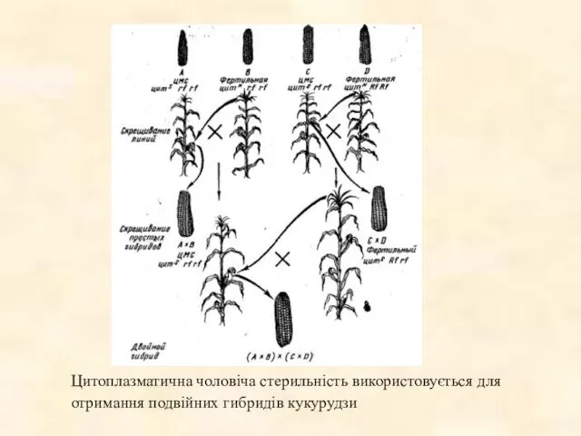 Цитоплазматична чоловіча стерильність використовується для отримання подвійних гибридів кукурудзи