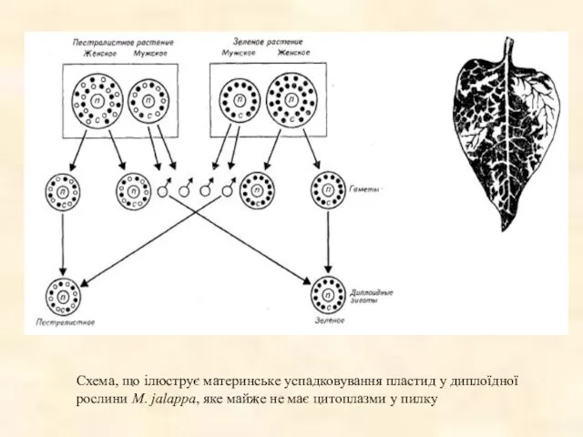 Схема, що ілюструє материнське успадковування пластид у диплоїдної рослини M. jalappa,