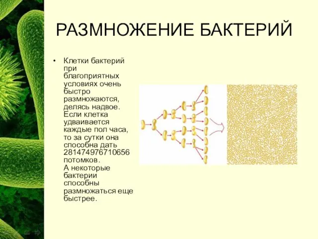 РАЗМНОЖЕНИЕ БАКТЕРИЙ Клетки бактерий при благоприятных условиях очень быстро размножаются, делясь