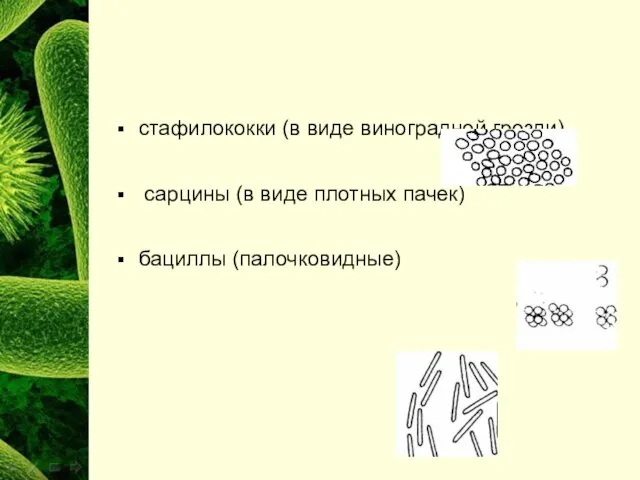 стафилококки (в виде виноградной грозди) сарцины (в виде плотных пачек) бациллы (палочковидные)