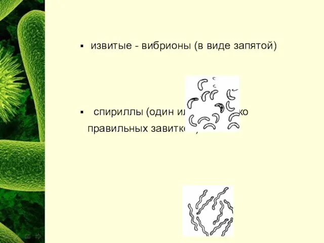 извитые - вибрионы (в виде запятой) спириллы (один или несколько правильных завитков)