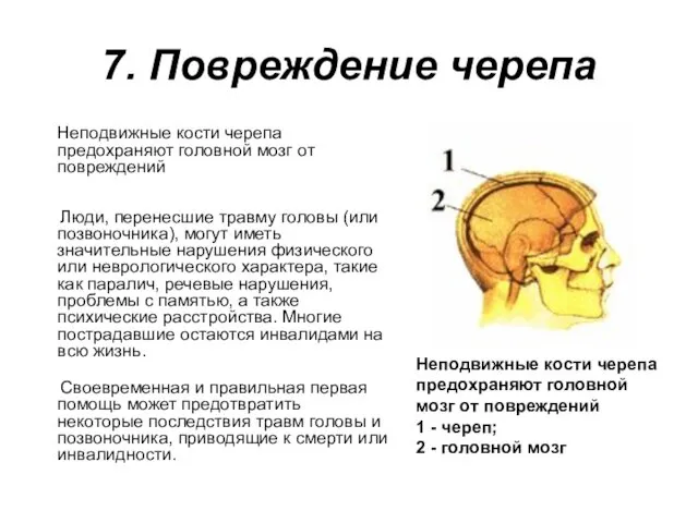 7. Повреждение черепа Неподвижные кости черепа предохраняют головной мозг от повреждений