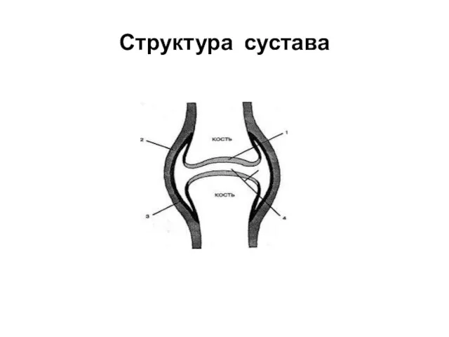 Структура сустава