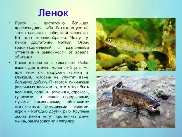 Ленок Ленок — достаточно большая пресноводная рыба. В литературе её также