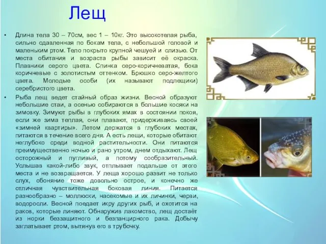 Лещ Длина тела 30 – 70см, вес 1 – 10кг. Это