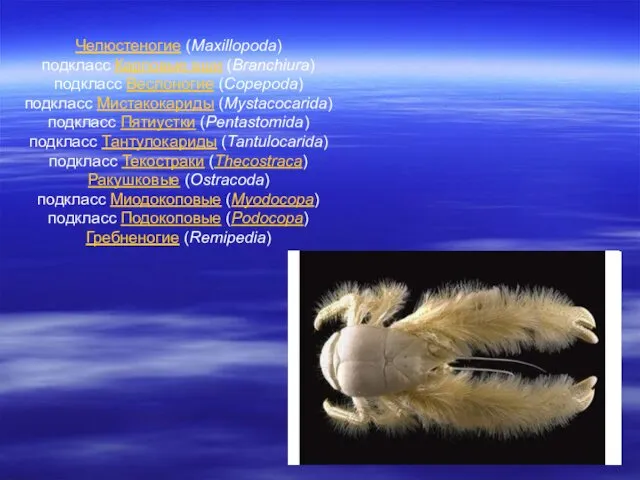 Челюстеногие (Maxillopoda) подкласс Карповые вши (Branchiura) подкласс Веслоногие (Copepoda) подкласс Мистакокариды