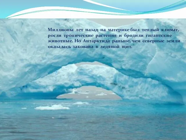 Миллионы лет назад на материке был теплый климат, росли тропические растения