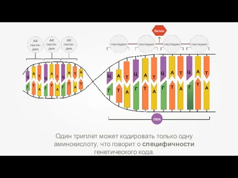 Один триплет может кодировать только одну аминокислоту, что говорит о специфичности генетического кода.