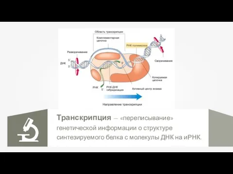 Транскрипция — «переписывание» генетической информации о структуре синтезируемого белка с молекулы ДНК на иРНК.