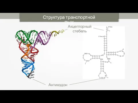 Акцепторный стебель Антикодон Структура транспортной РНК