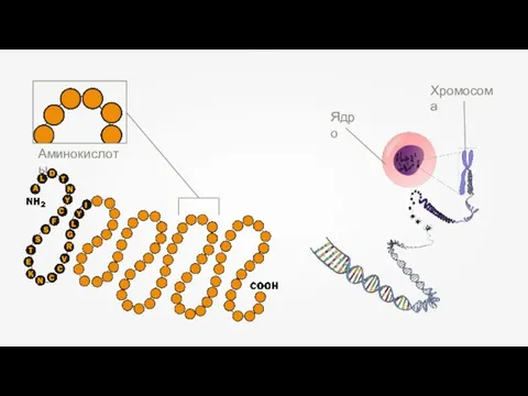 Аминокислоты Ядро Хромосома