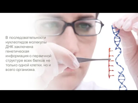 В последовательности нуклеотидов молекулы ДНК заключена генетическая информация о первичной структуре