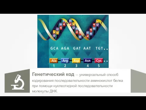 Генетический код — универсальный способ кодирования последовательности аминокислот белка при помощи нуклеотидной последовательности молекулы ДНК.