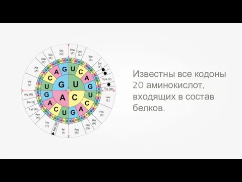 Известны все кодоны 20 аминокислот, входящих в состав белков.