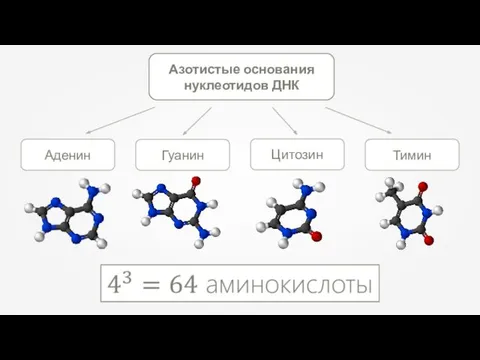 Азотистые основания нуклеотидов ДНК