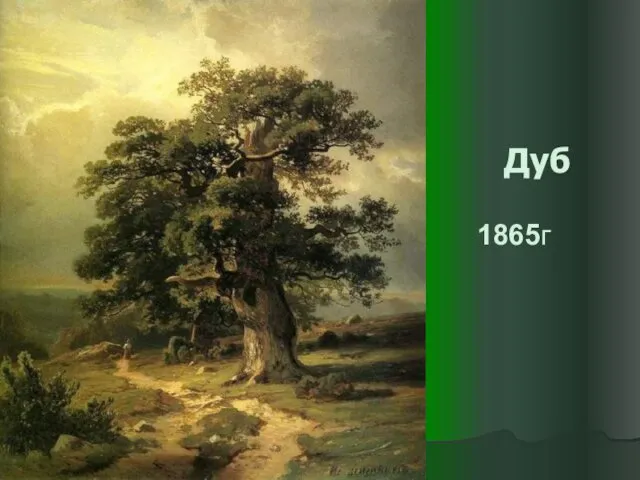 Дуб 1865г