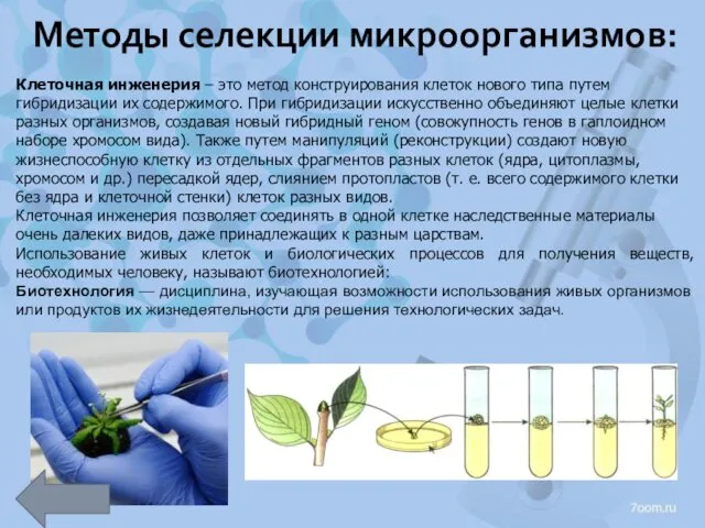 Методы селекции микроорганизмов: Клеточная инженерия – это метод конструирования клеток нового