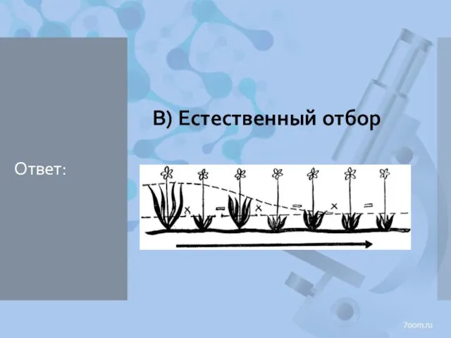 Ответ: В) Естественный отбор