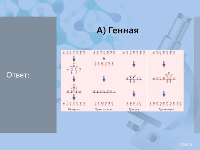 Ответ: А) Генная