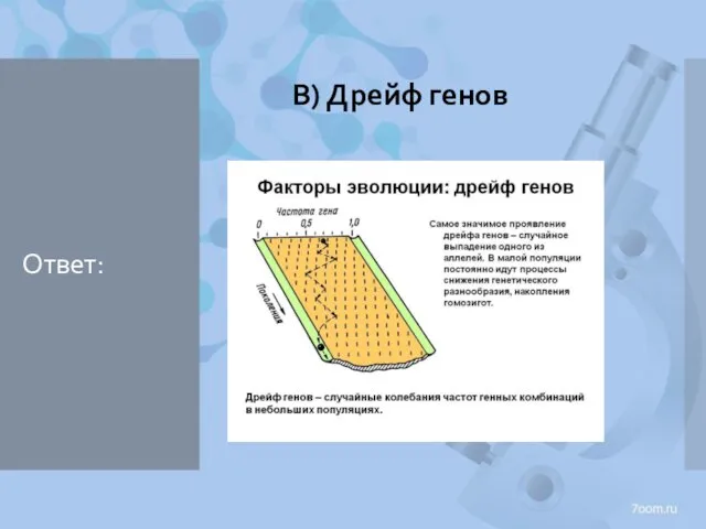 Ответ: В) Дрейф генов