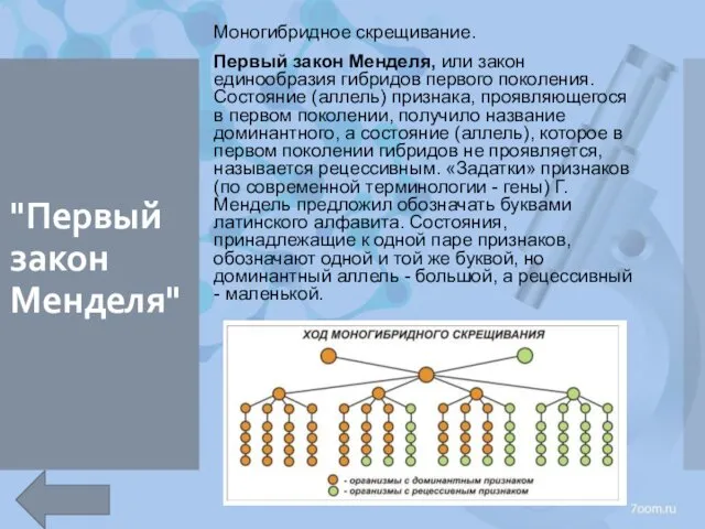 "Первый закон Менделя" Моногибридное скрещивание. Первый закон Менделя, или закон единообразия